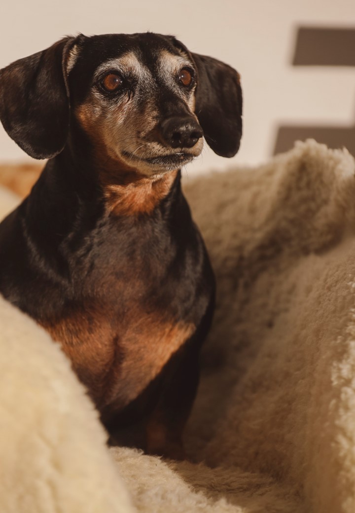 KAROO RANCHING 100% Sheep Skin Rugs - Image 2