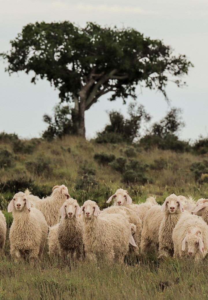 KAROO RANCHING Mohair Blankets - Image 23